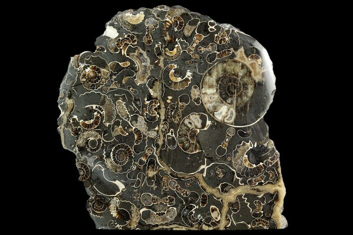 Polished Ammonite (Promicroceras) Fossil - Marston Magna Marble #129294